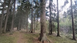 Prodej lesních pozemků o výměře 13783 m2 v k.ú. Srubec, okres České Budějovie