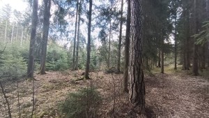 Prodej lesních pozemků o výměře 13783 m2 v k.ú. Srubec, okres České Budějovie