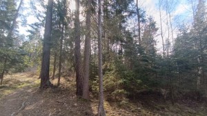Prodej lesních pozemků o výměře 13783 m2 v k.ú. Srubec, okres České Budějovie