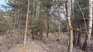Prodej lesních pozemků o výměře 13783 m2 v k.ú. Srubec, okres České Budějovie