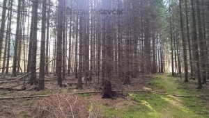 Prodej lesních pozemků o výměře 13783 m2 v k.ú. Srubec, okres České Budějovie