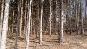 Prodej lesních pozemků o výměře 13783 m2 v k.ú. Srubec, okres České Budějovie