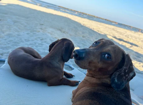 Gorinoapartment | WaeFoo.com